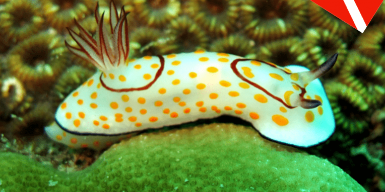 Post buceo Tailandia