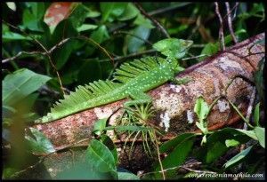 Tortuguero Costa Rica