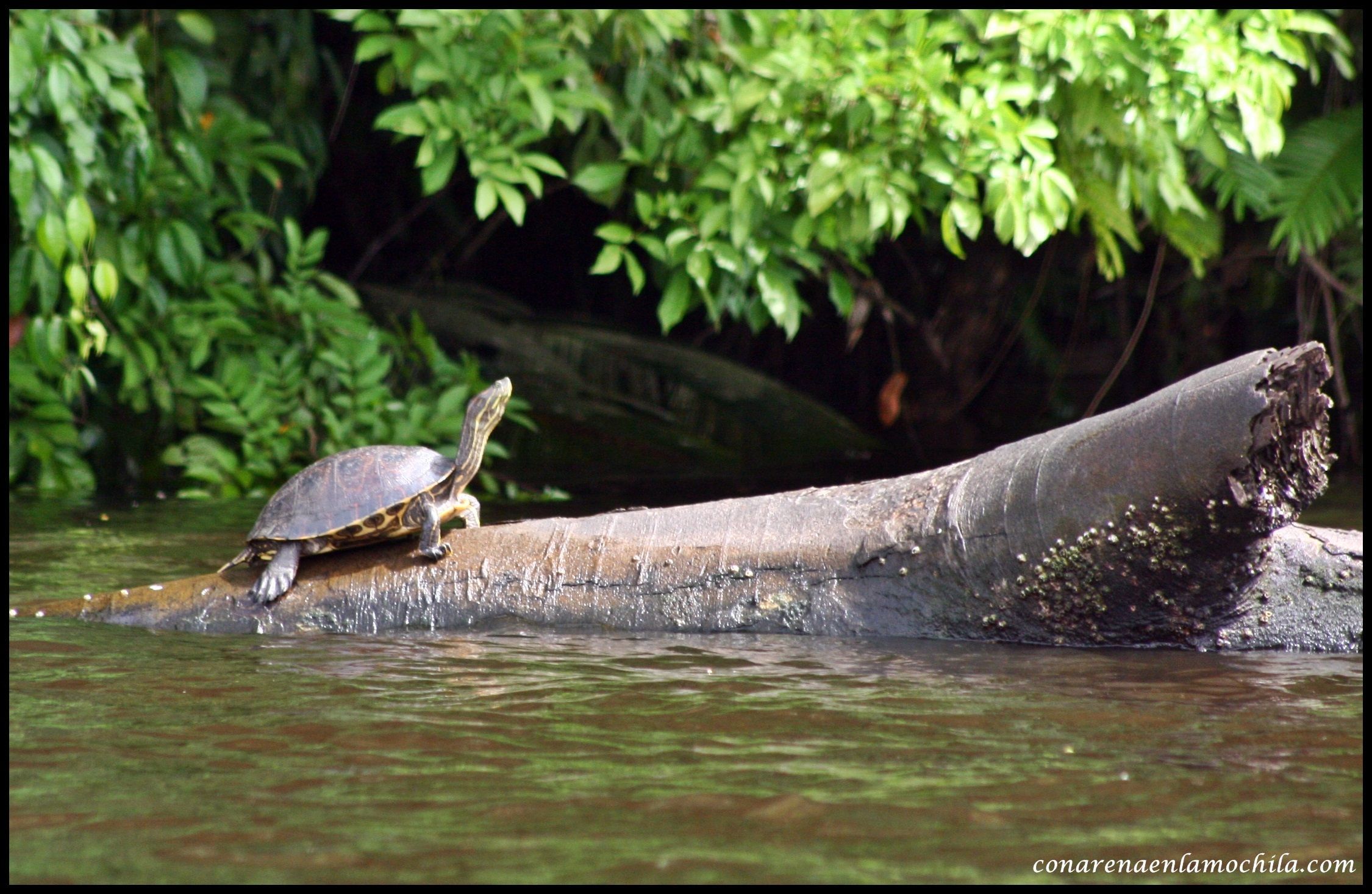 ernesto tours tortuguero