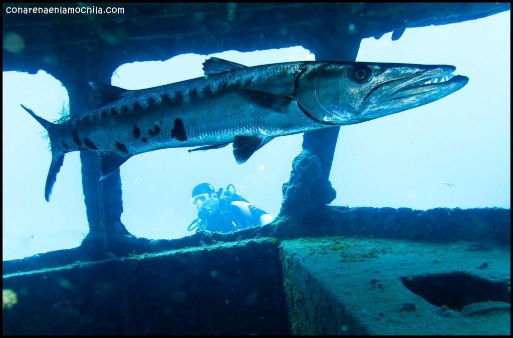 Papa Doc Grand Bahama Bahamas