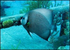 Papa Doc Grand Bahama Bahamas