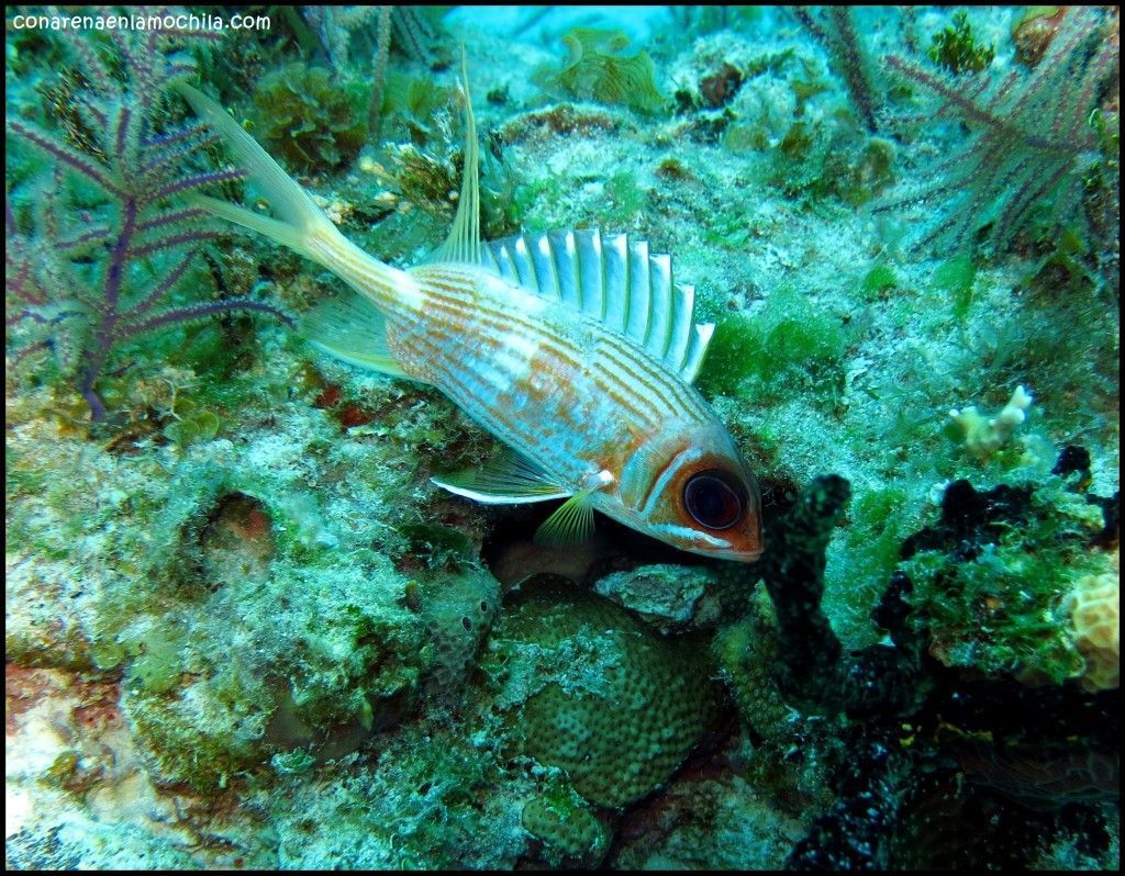 Hydrolab Grand Bahama Bahamas