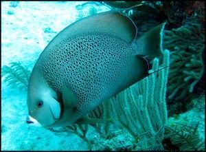 Papa Doc Grand Bahama Bahamas