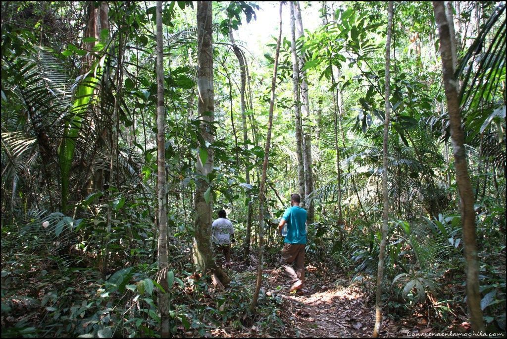 Parque Nacional de Jaú Amazonas Brasil