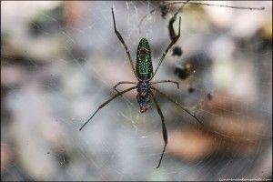 Parque Nacional de Jaú Amazonas Brasil