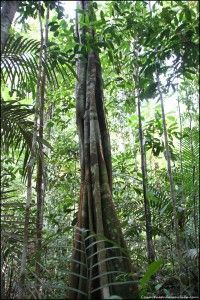 Parque Nacional de Jaú Amazonas Brasil