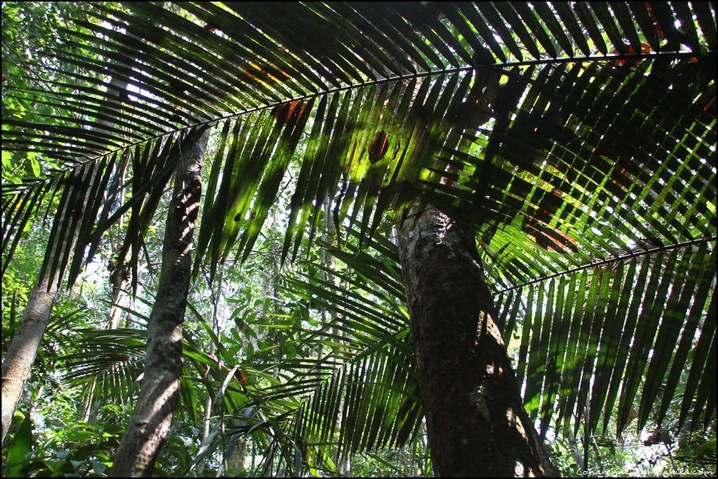 Parque Nacional de Jaú Amazonas Brasil