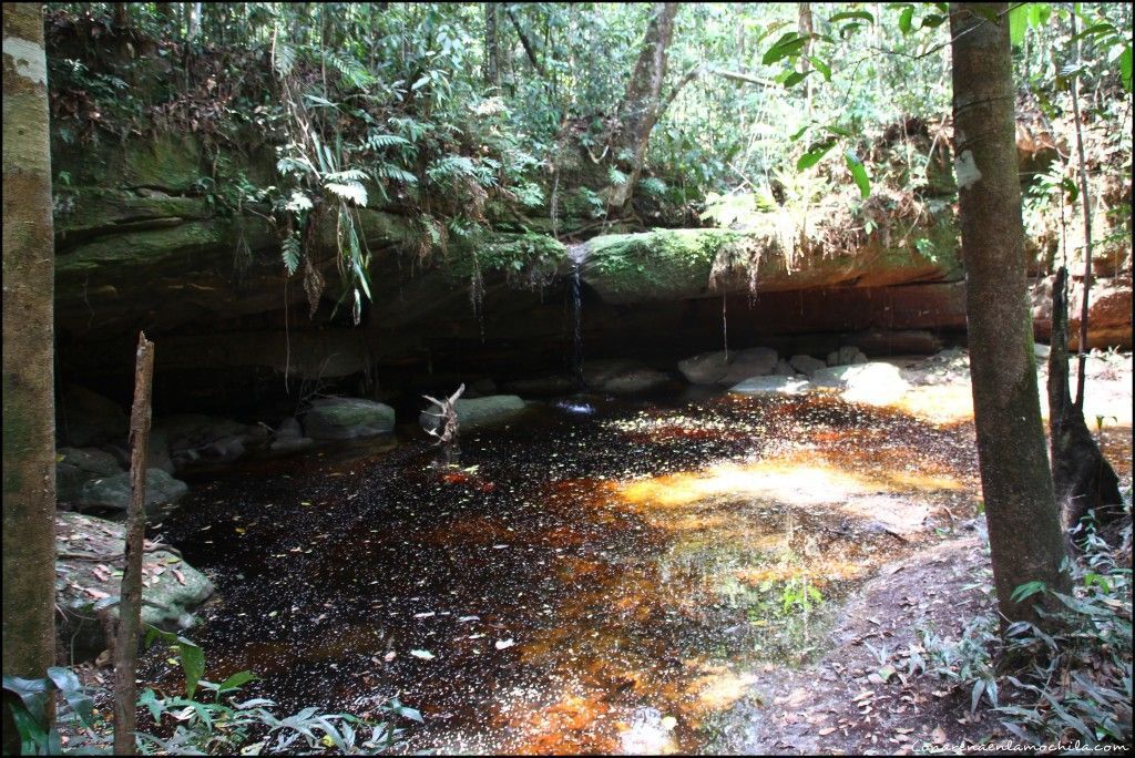 Parque Nacional de Jaú Amazonas Brasil