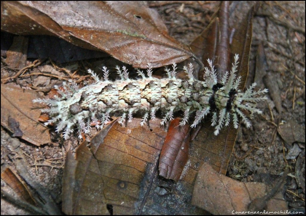 Parque Nacional de Jaú Amazonas Brasil