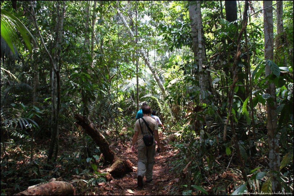 Parque Nacional de Jaú Amazonas Brasil