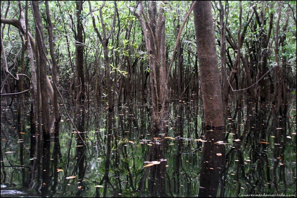 Parque Nacional de Jaú Amazonas Brasil