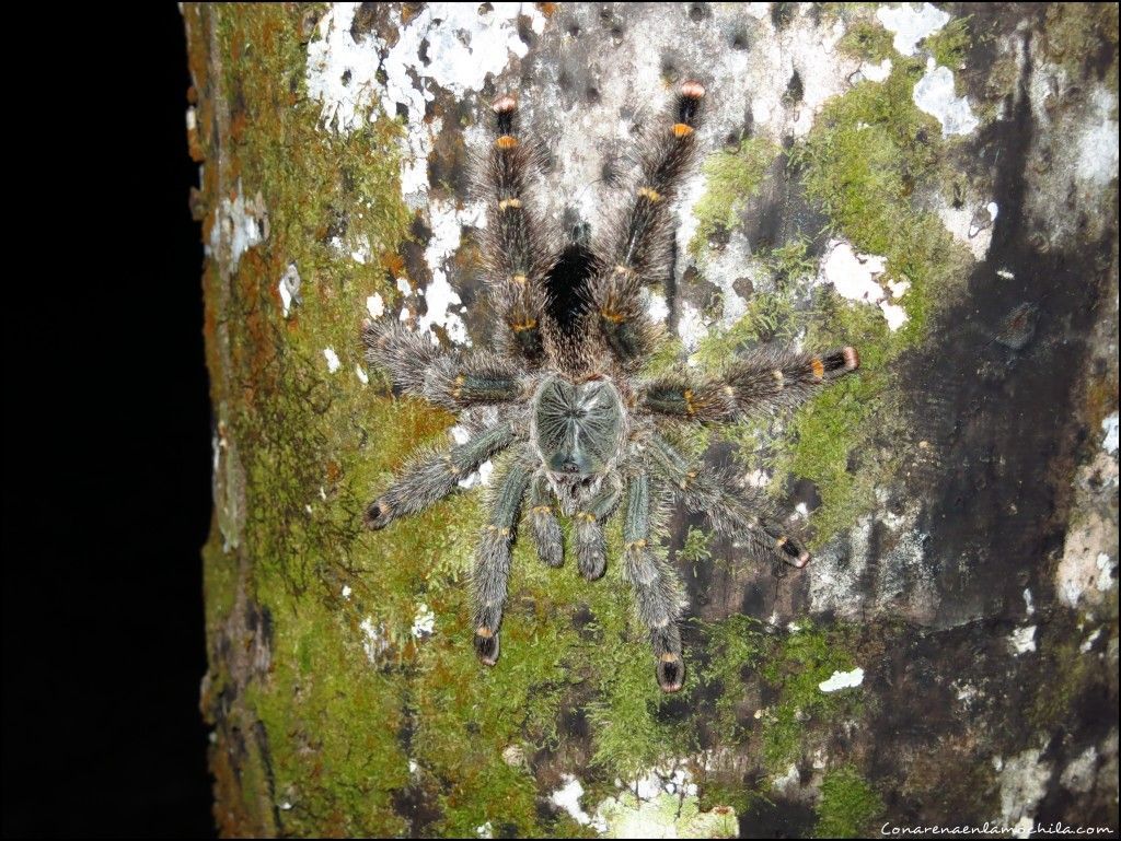 Parque Nacional de Jaú Amazonas Brasil