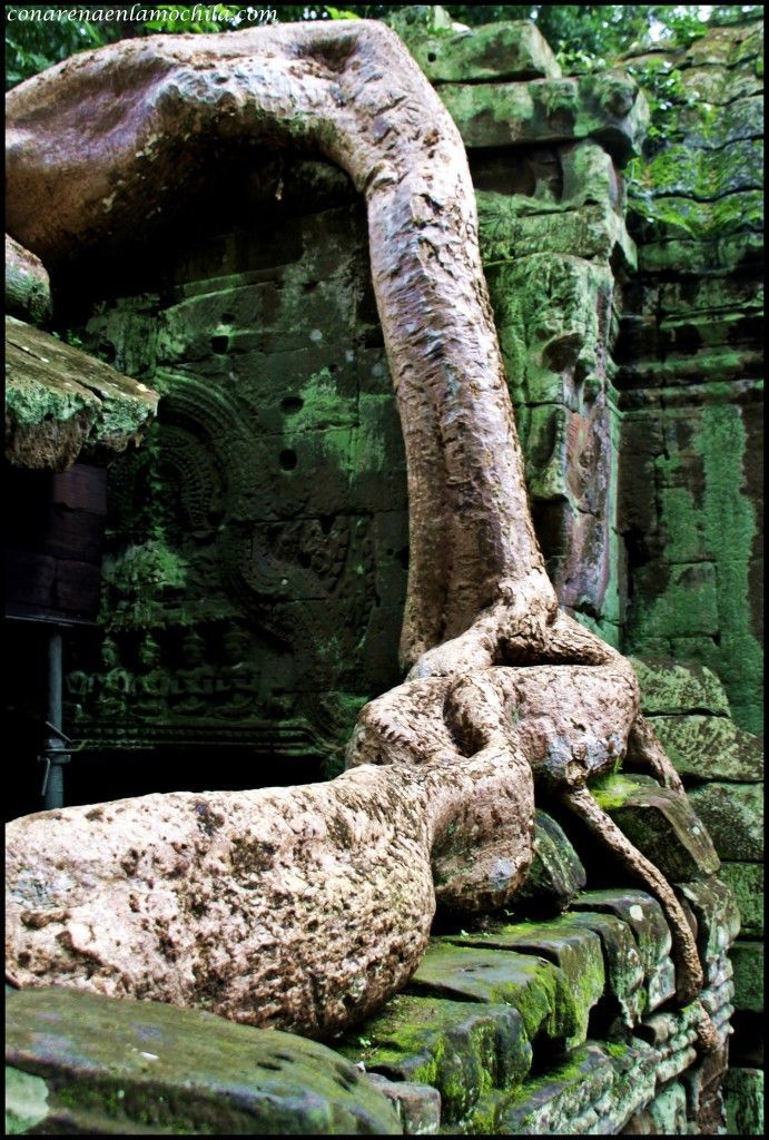 Ta Prom Angkor Siem Reap Camboya