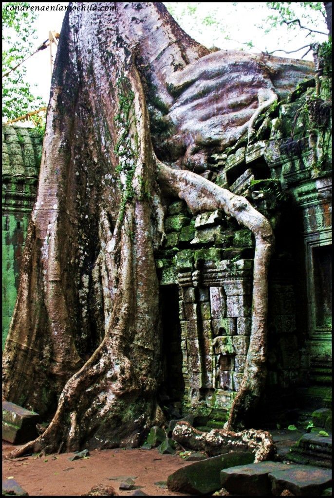 Ta Prom Angkor Siem Reap Camboya
