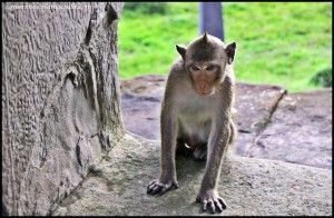 Angkor Wat Siem Reap Camboya