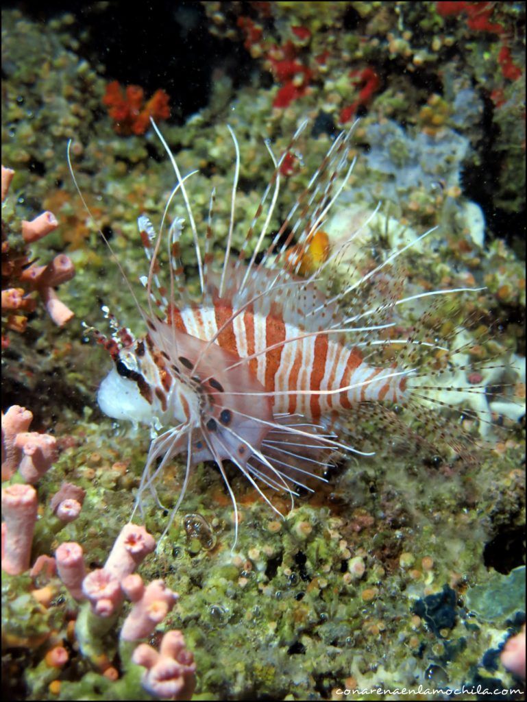 Moalboal Cebu Filipinas