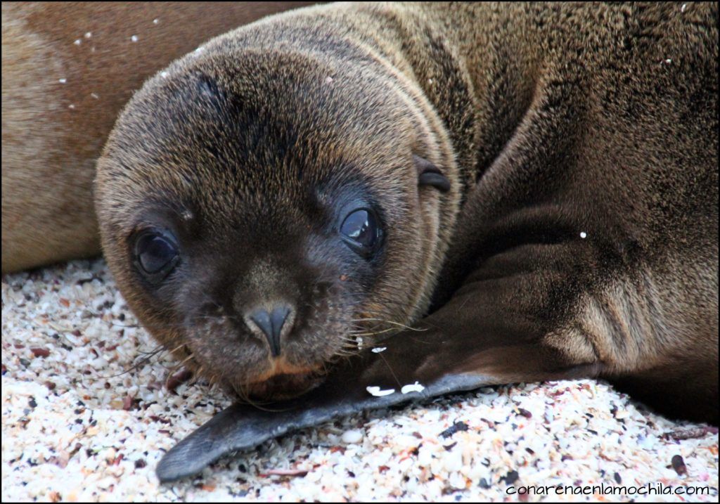 San Cristóbal Galápagos Ecuador