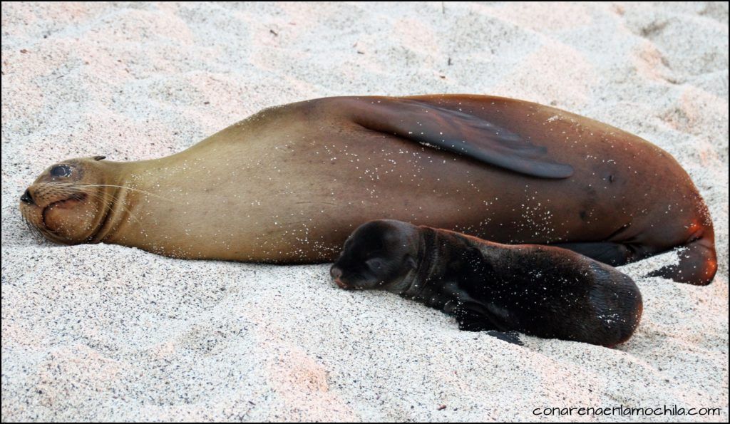 San Cristóbal Galápagos Ecuador