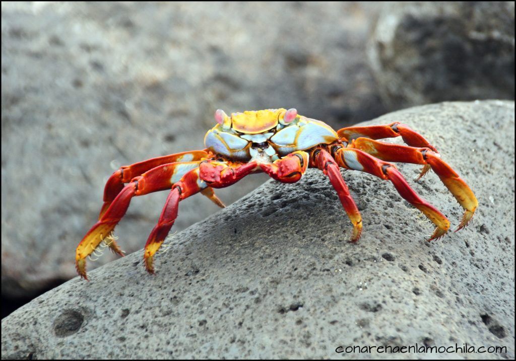 San Cristóbal Galápagos Ecuador