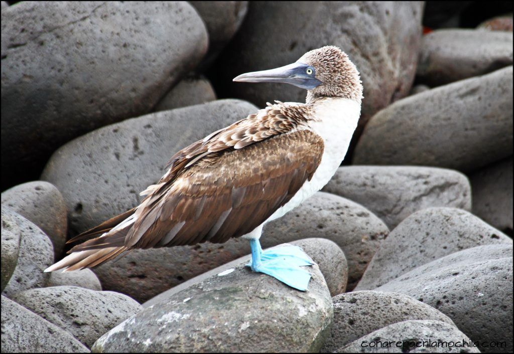 San Cristóbal Galápagos Ecuador