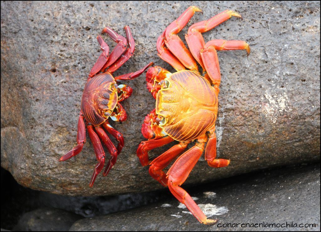 La Española Galápagos Ecuador