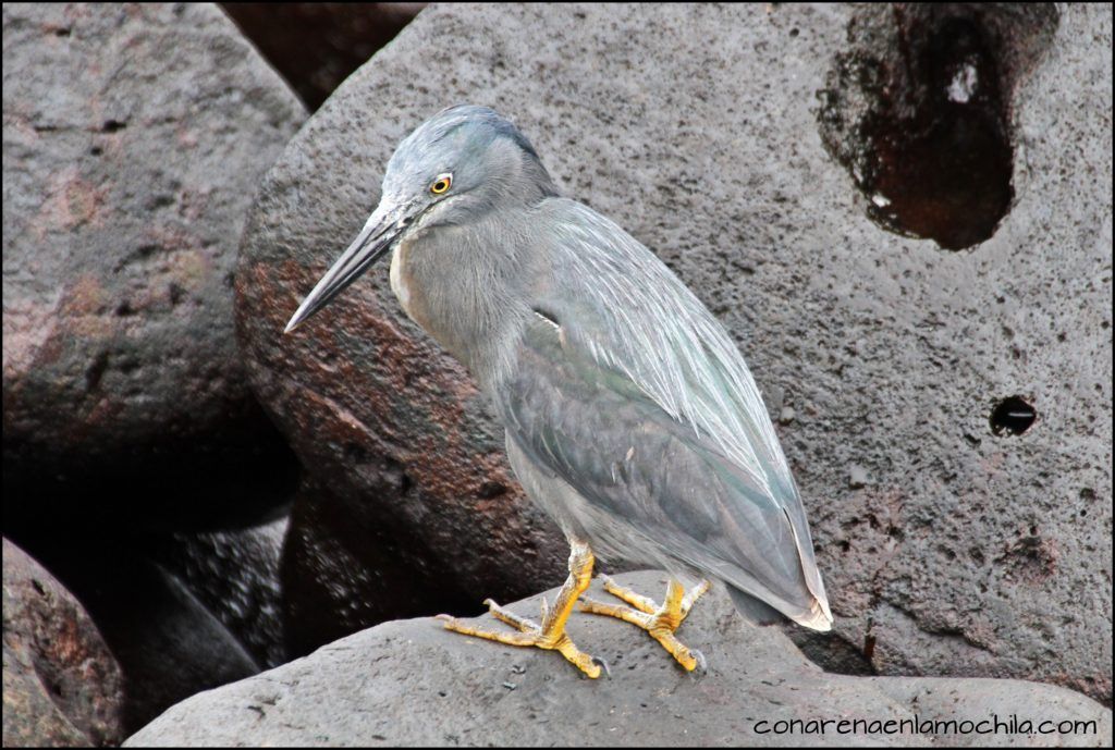 La Española Galápagos Ecuador