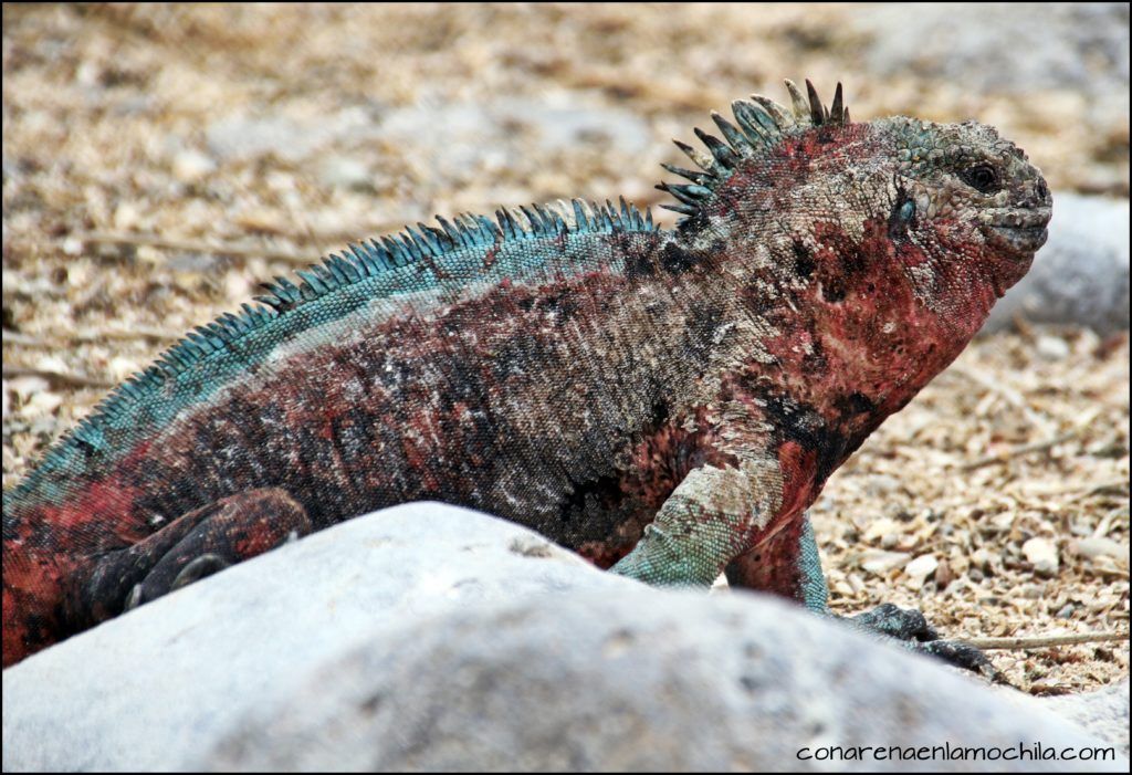 La Española Galápagos Ecuador