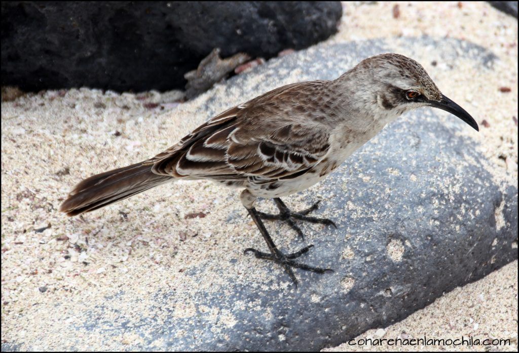 La Española Galápagos Ecuador