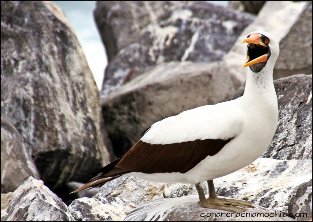 La Española Galápagos Ecuador