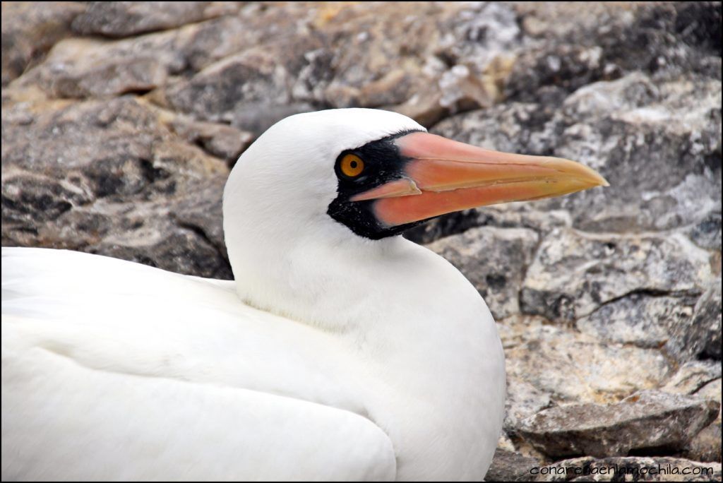 La Española Galápagos Ecuador