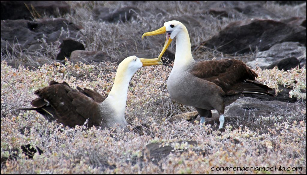 La Española Galápagos Ecuador