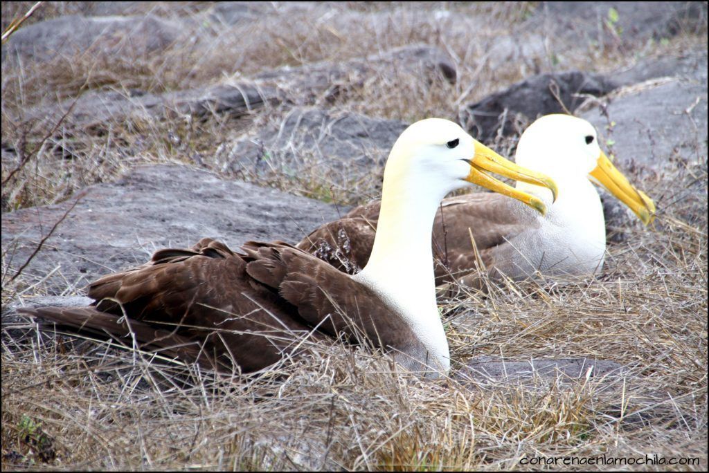 La Española Galápagos Ecuador