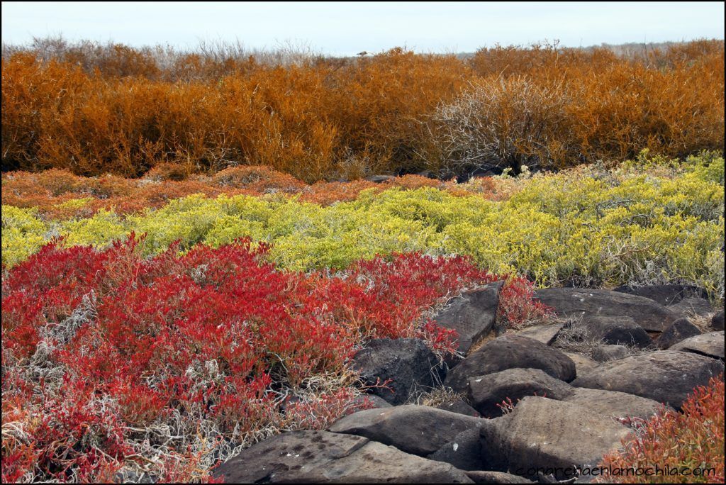 La Española Galápagos Ecuador