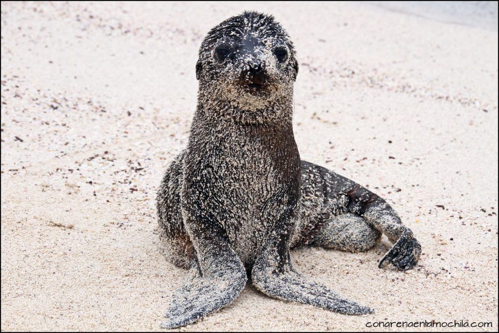 La Española Galápagos Ecuador