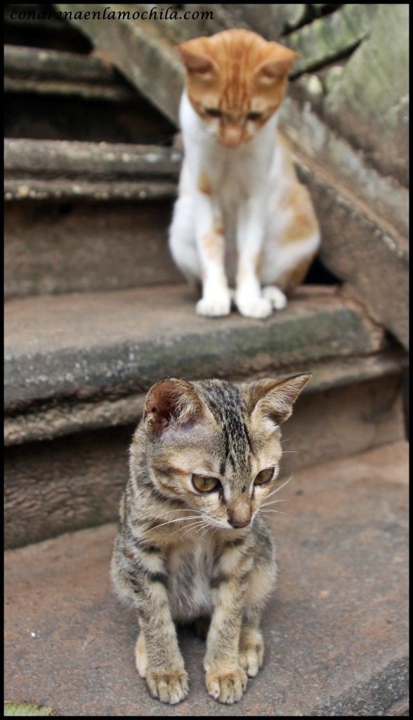 Angkor Siem Reap Camboya