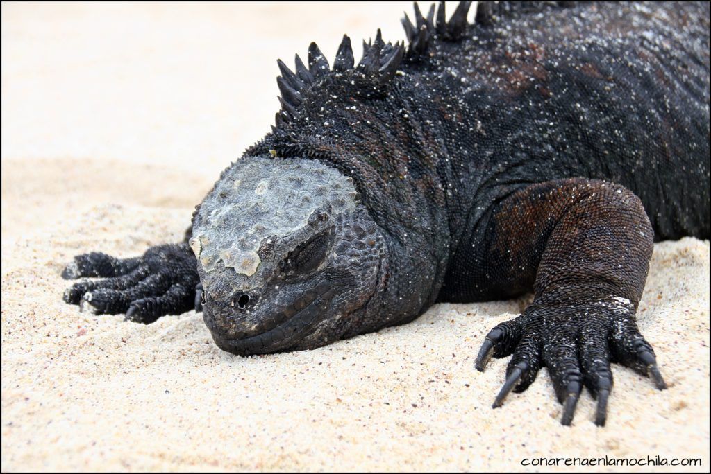 San Cristóbal Galápagos Ecuador