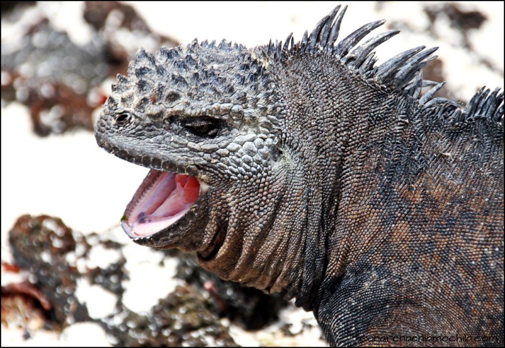 San Cristóbal Galápagos Ecuador