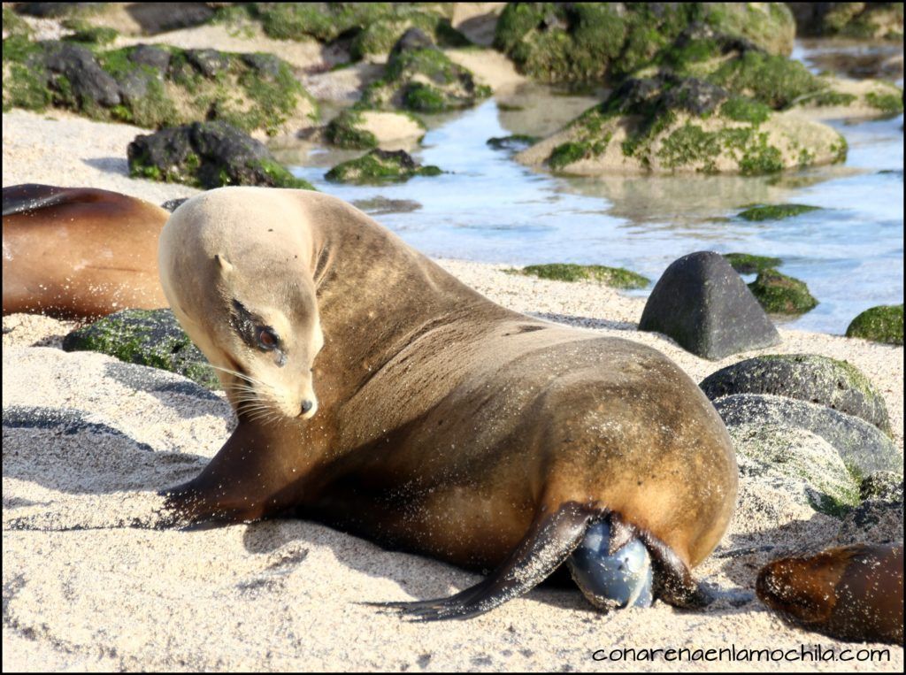 San Cristóbal Galápagos Ecuador