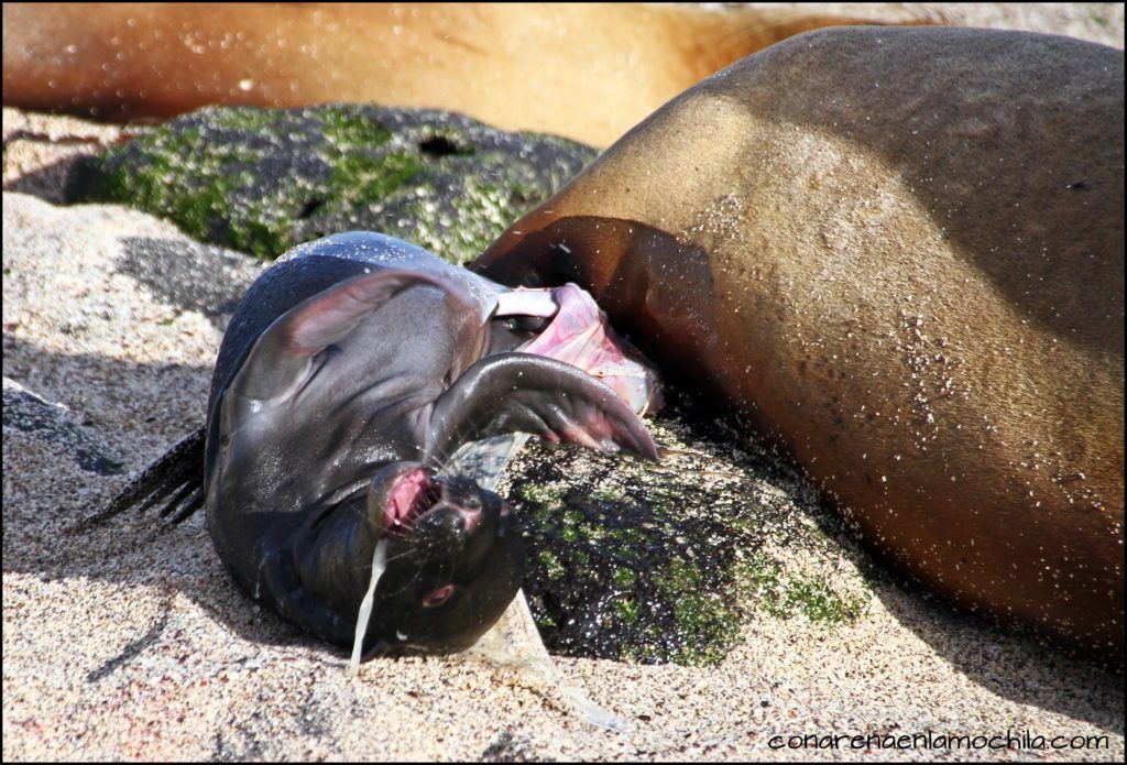 San Cristóbal Galápagos Ecuador