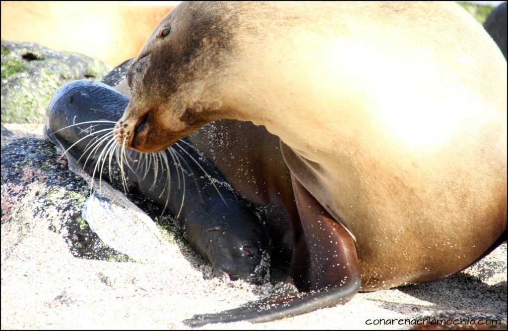 San Cristóbal Galápagos Ecuador