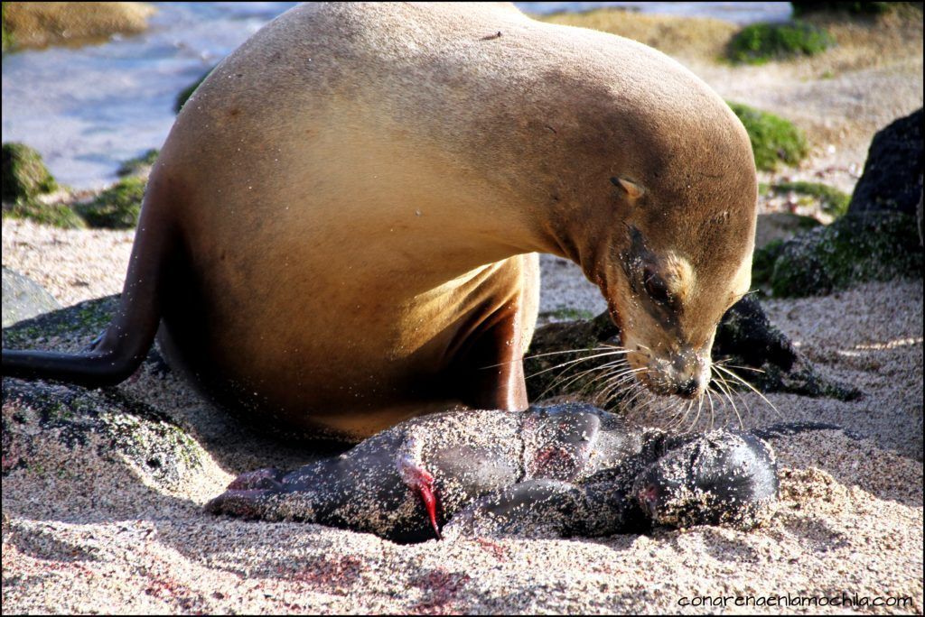 Las imágenes que aquí se pueden ver son las típicas de una playa llena de lobos marinos: crías que juguetean, madres protectoras, machos alfa patrullando la costa y protegiendo a la familia etc… En Octubre Noviembre es la época de cría de muchas especies y tuvimos la suerte incluso de asistir a un parto en directo, algo asombros y único, fue increíble.