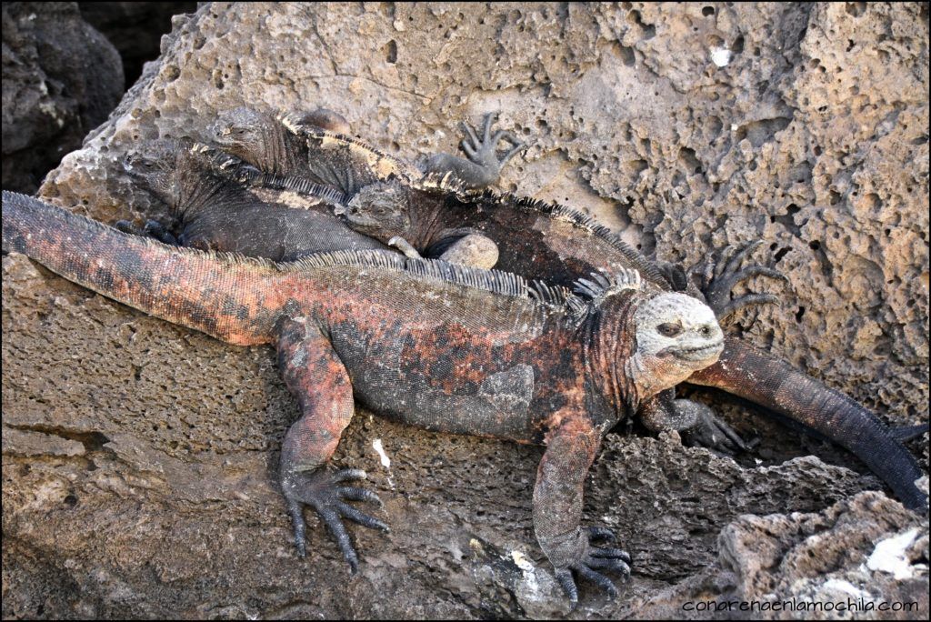 San Cristóbal Galápagos Ecuador