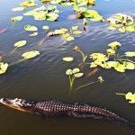 Everglades National Park: entre alligators, cocodrilos y humedales