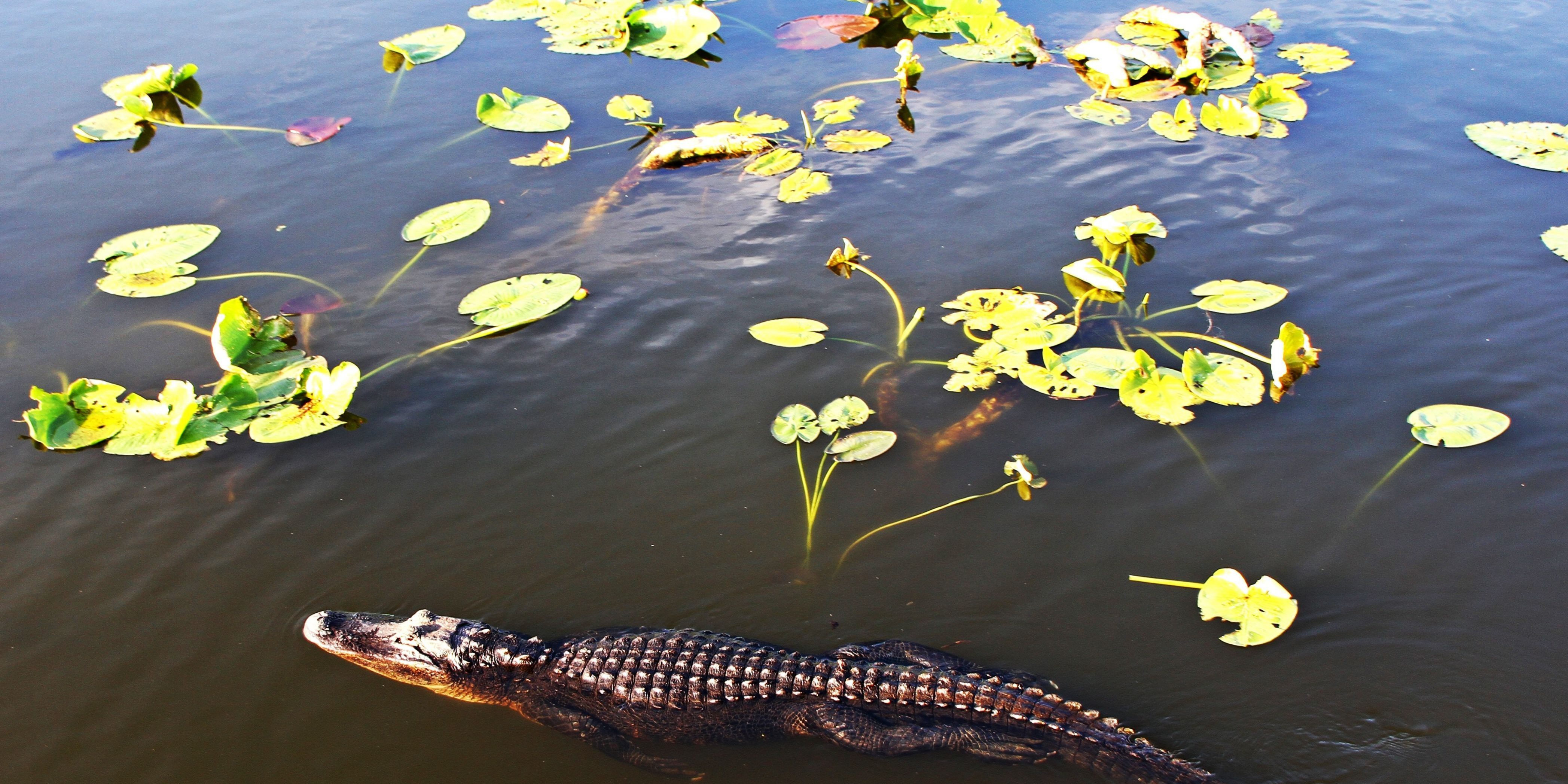 Anhinga Trail Everglades National Park Florida Estados Unidos