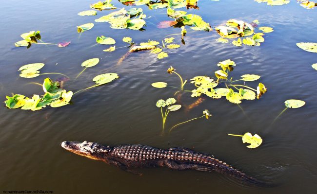 Anhinga Trail Everglades National Park Florida Estados Unidos
