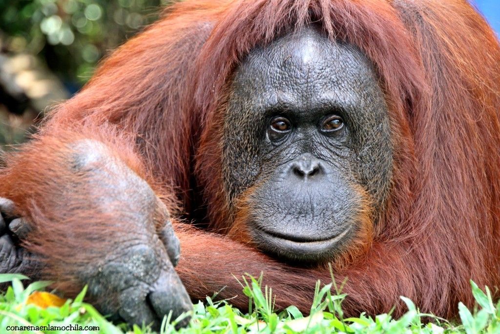 Camp Leakey Tanjung Puting Borneo Indonesia