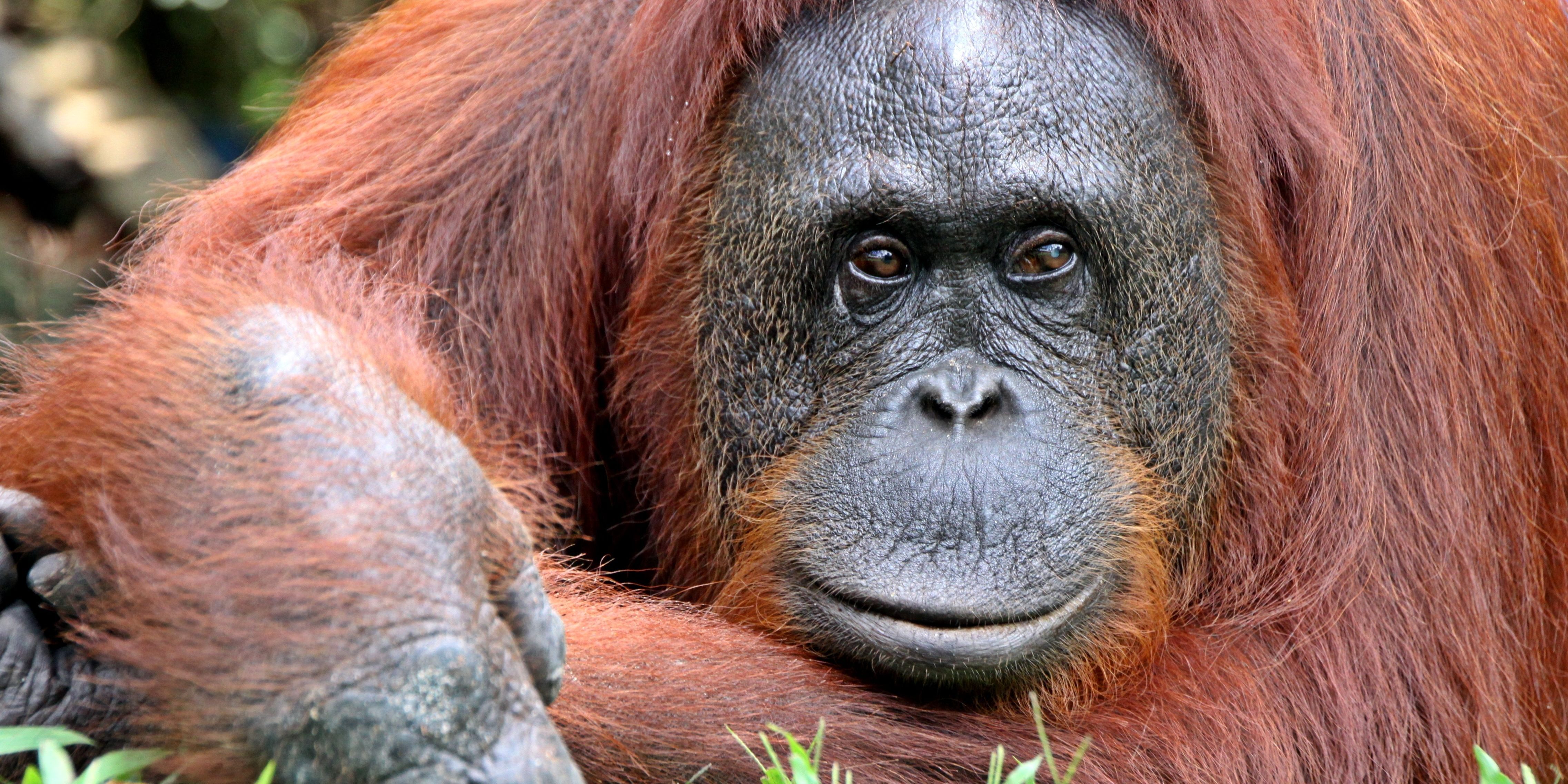 Camp Leakey Tanjung Puting Borneo Indonesia