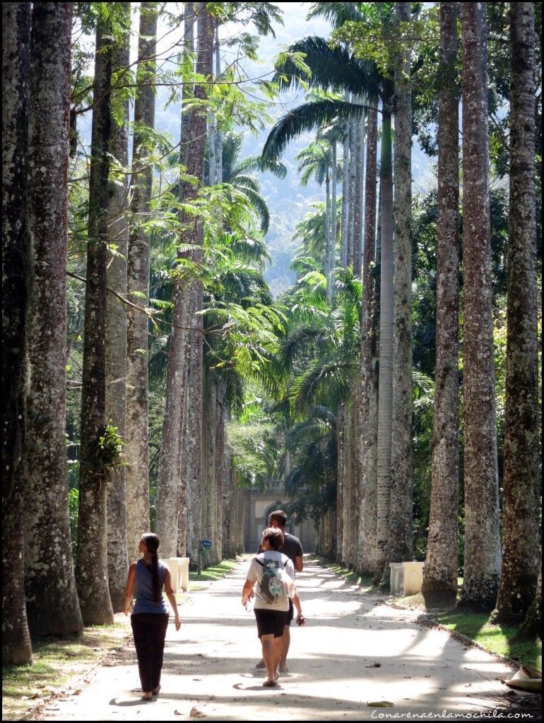 Jardín Botánico Rio de Janeiro Brasil