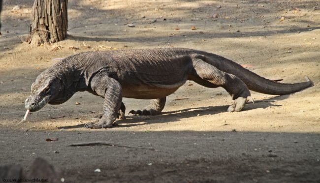 Dragón Komodo Rinca Indonesia