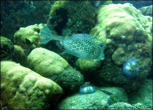 Ilha Grande Brasil